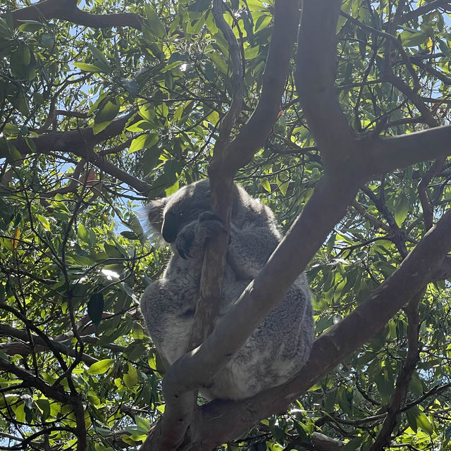 Taronga zoo Sydney