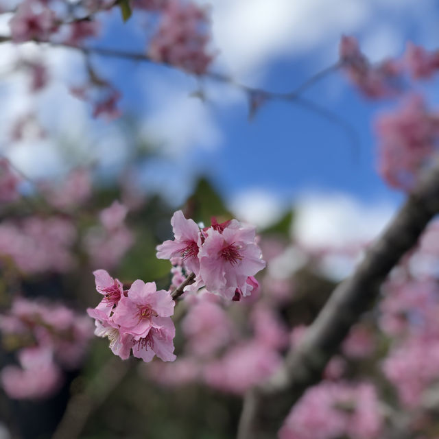 台中阿里山看櫻花🌸