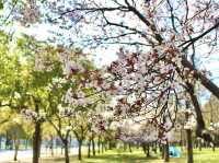 ชมดอกซากุระ 🌸 ที่สวนสาธารณะทสึรุมิ เรียวคุจิ