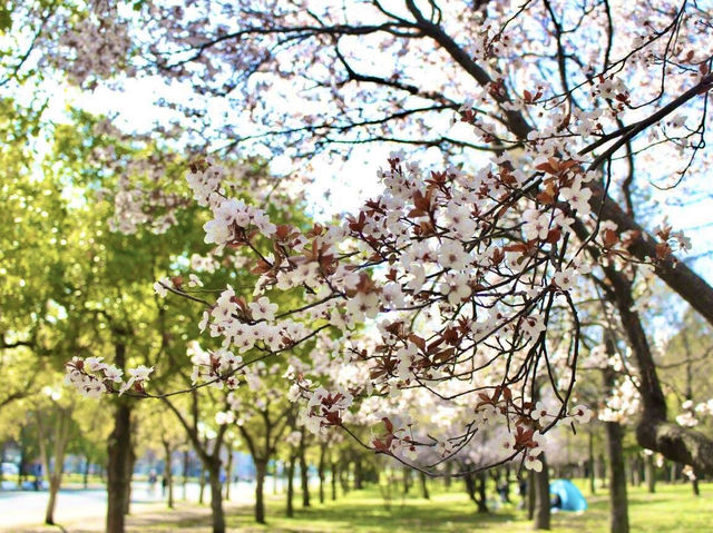 ชมดอกซากุระ 🌸 ที่สวนสาธารณะทสึรุมิ เรียวคุจิ