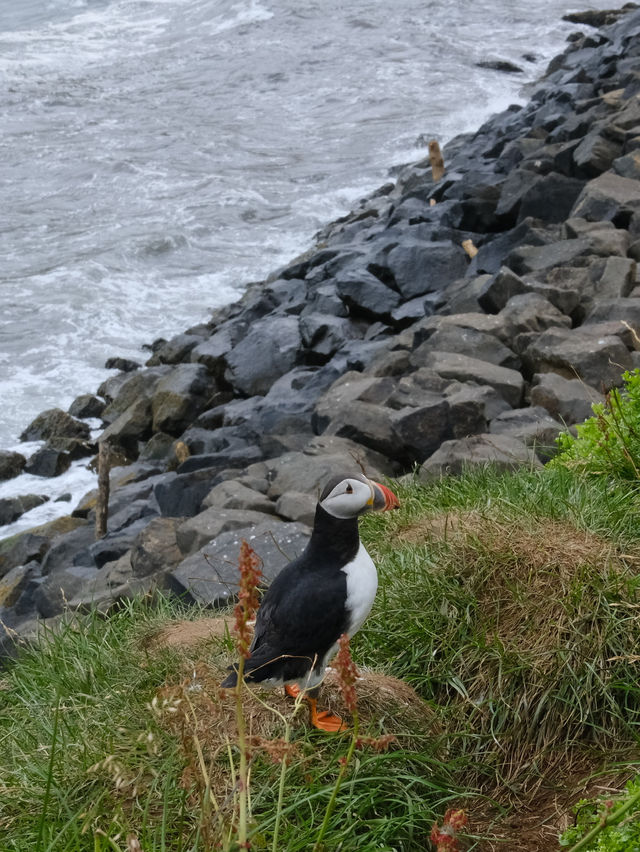 🇮🇸冰島東部 Borgarfjörður Eystri 🪹Puffins嘅集中地
