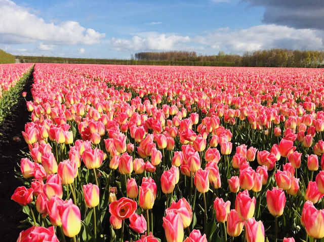 Tulip Tours Holland