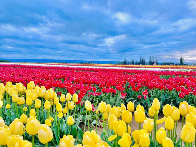 Wooden Shoe Tulip Farm