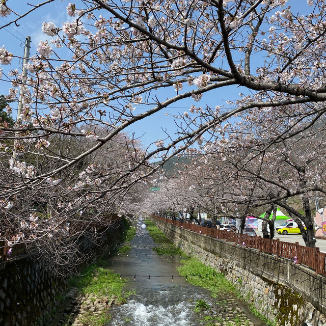 Visiting Jinhae cherry blossom festival? 
