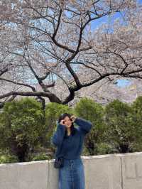 부산 벚꽃명소