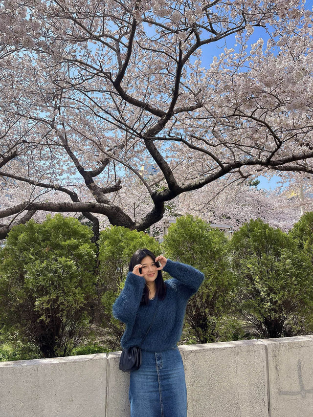 부산 벚꽃명소