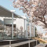 首爾溫泉站附近的Sandbee咖啡館，享受櫻花野餐和美味咖啡