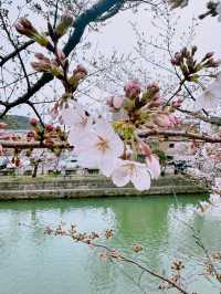 Experience the Magical Season of Kyoto🌸