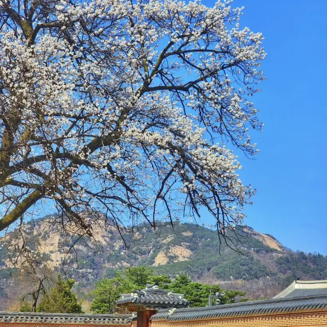 ソウル 景福宮、春のお花見に最適！