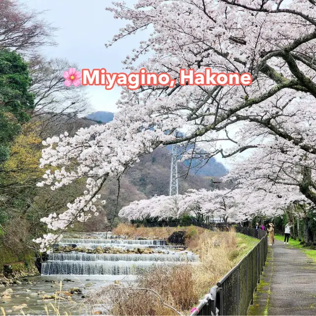 🌸Miyagino, Hakone