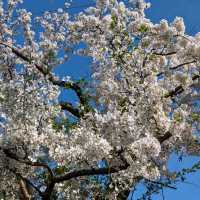 春の桜散歩と築地場外市場食べ歩き