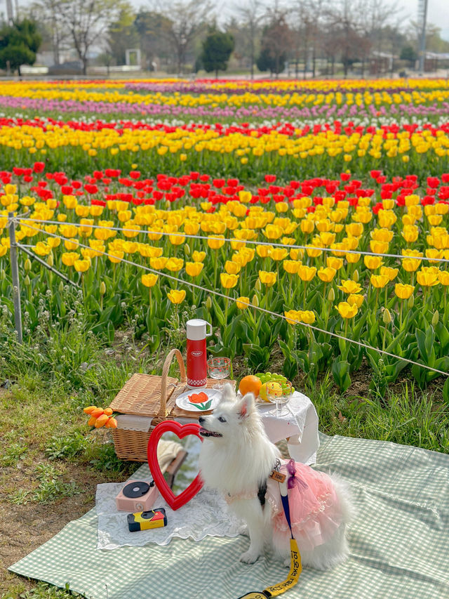 실시간 튤립으로 가득한 청주🌷💖