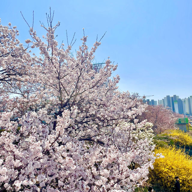 남들보다 빠르게 벚꽃볼 수 있는 청주 벚꽃명소🌸