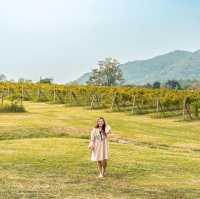 ⛰️เที่ยวเขาใหญ่ ฟีลเมืองนอก ทัวร์ชมไร่องุ่น