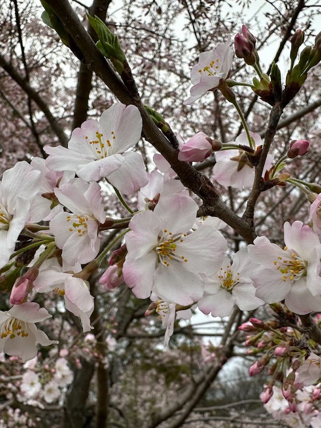 🌸2024【東京】上野恩賜公園：櫻花季，豐富文化體驗