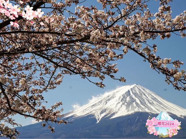 🌸「富士山畔，尋找心靈寧靜的避風港」🌸