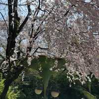 🌸벚꽃이 만개한 에버랜드🌸