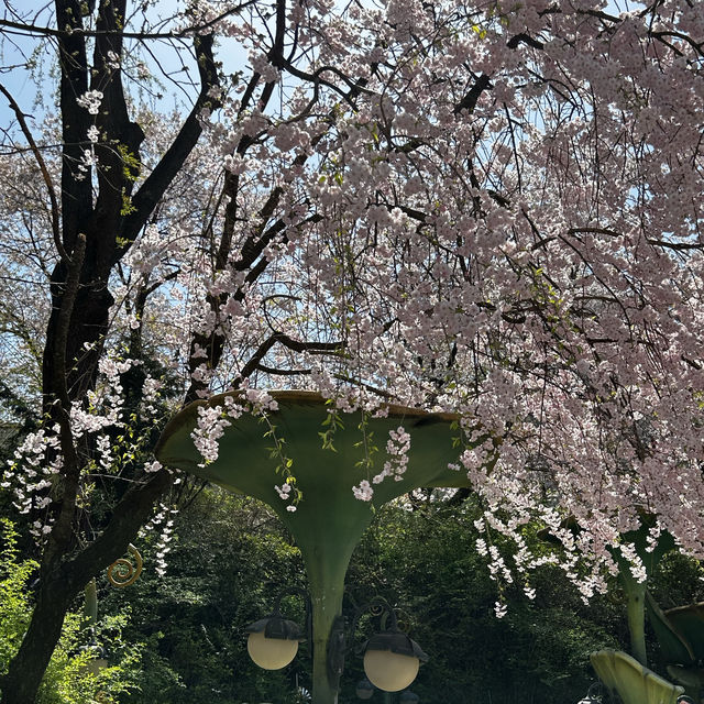 🌸벚꽃이 만개한 에버랜드🌸