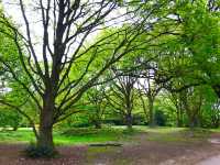 The serene beauty of this ancient heath🏴󠁧󠁢󠁥󠁮󠁧󠁿