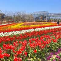 Sinan Tulip Festival