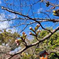 京都最美的賞櫻聖地🌸—平野神社⛩️