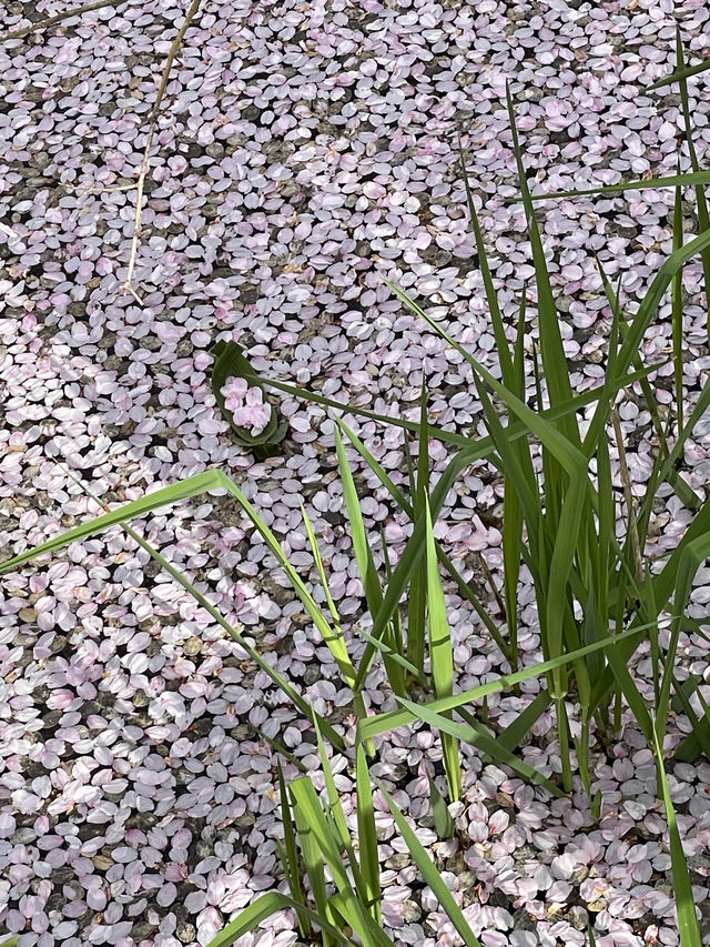 日本三代桜の名所🌸高遠のコヒガンザクラ🌸
