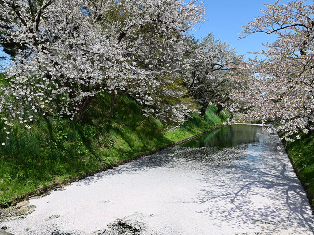 弘前公園櫻花適合春天遊玩