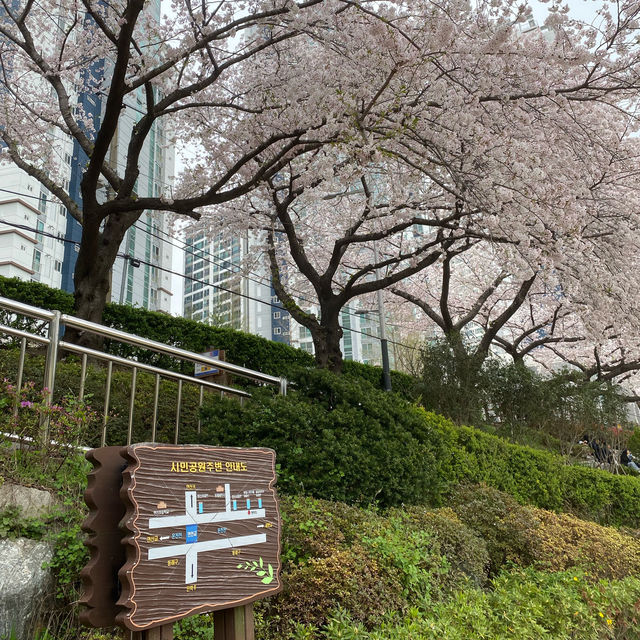 Oncheoncheon Citizens Park จุดชมซากุระสวยในปูซาน