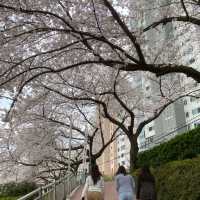 Oncheoncheon Citizens Park จุดชมซากุระสวยในปูซาน