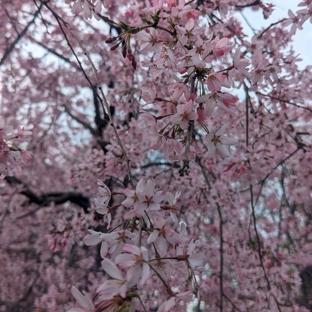 【桜がいっぱいの大きな公園】小金井公園