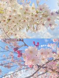 【東京】混雑回避！桜穴場おすすめスポット