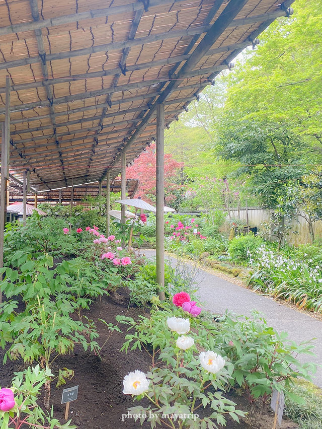 【東京】都心なのに風情あるぼたん園