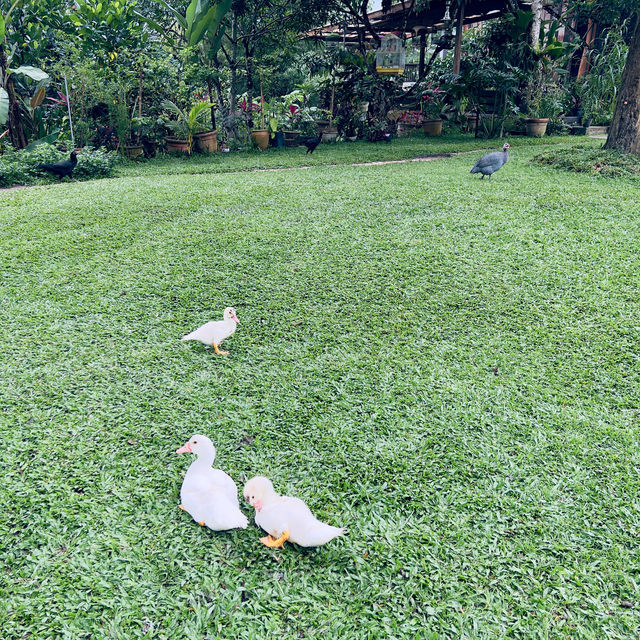 Bali Vibes The Kahaani Janda Baik