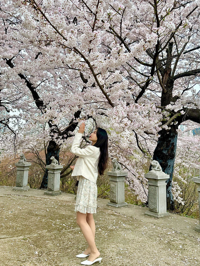 봄만 오면 가는 내 원픽🌸