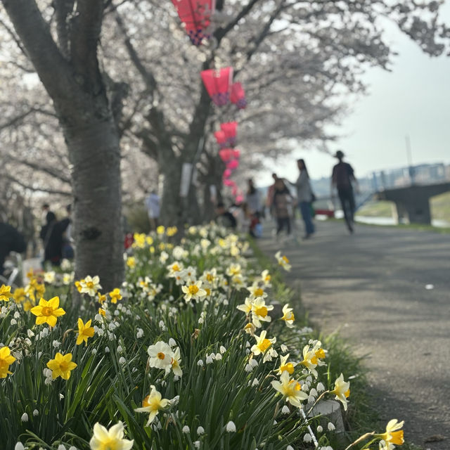 三田　桜スポット！めっちゃ穴場でびっくり💕