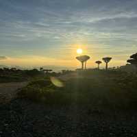 The island that looks out of this world; finding the Dragon Blood Trees