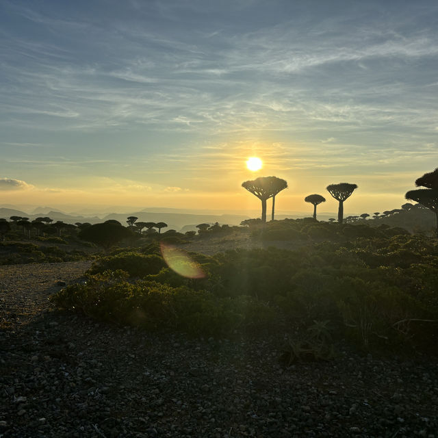 The island that looks out of this world; finding the Dragon Blood Trees