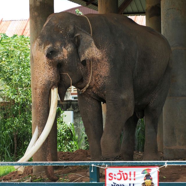 พิพิธภัณฑ์ช้าง อ.ท่าตูม จ.สุรินทร์