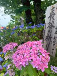 【鎌倉】海岸と紫陽花の神ロケーション『長谷寺』