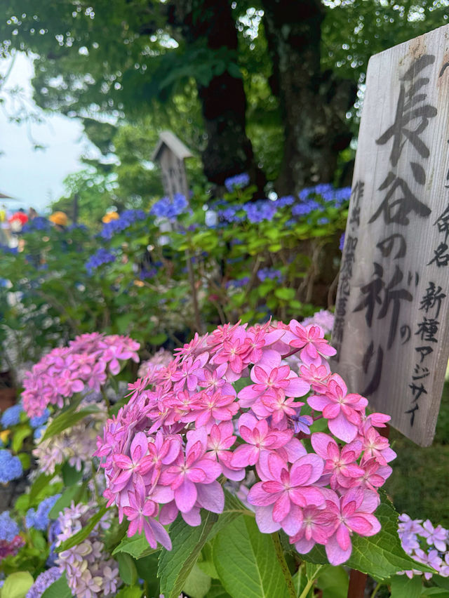 【鎌倉】海岸と紫陽花の神ロケーション『長谷寺』