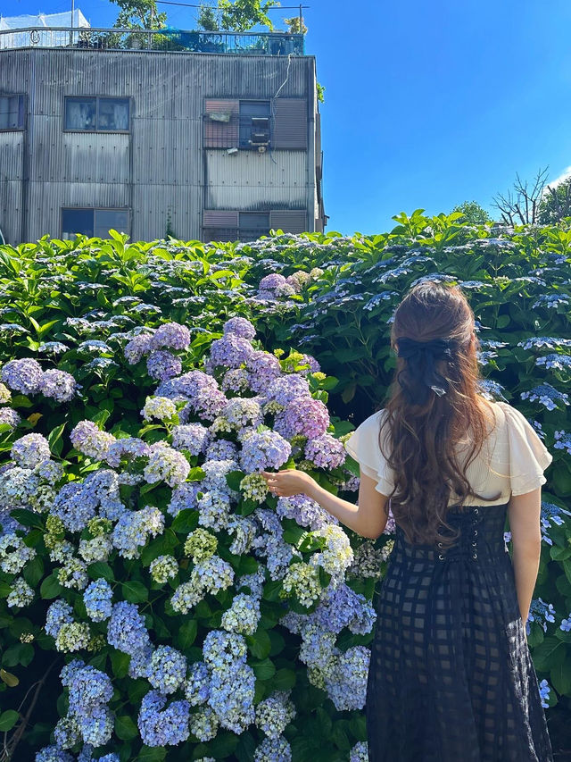 〖亀戸/東京〗 紫陽花×スカイツリーの絶景が楽しめる旧中川水辺公園◌𓈒𓐍