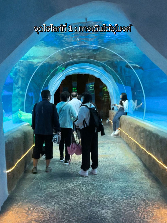 พาชมสัตว์ขั้วโลกเหนือที่ North Pole Encounter 🦭