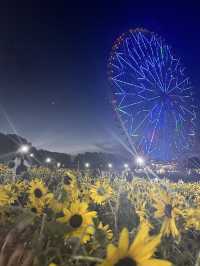 〜東京都〜ライトアップも楽しめるひまわり畑🌻