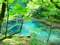 ここは十二湖の滝壺の池…✨十二湖は青池だけではない！