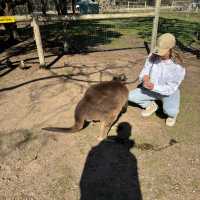 Moonlit Sanctuary: A Night with Nature’s Nocturnal Wonders