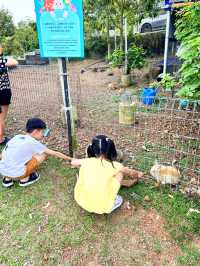 Cute Farm Animals at Mu Mu Farm 