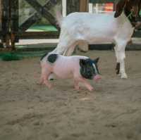 Thavorn Palm Beach's Petting Zoo