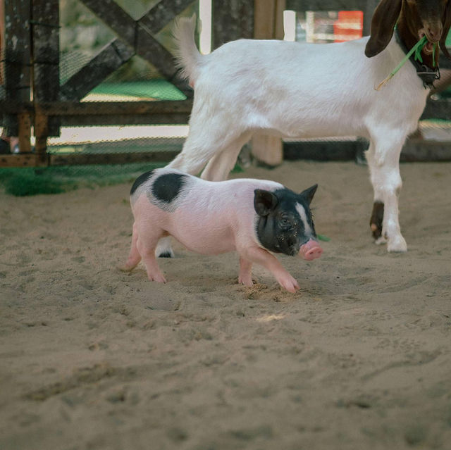 Thavorn Palm Beach's Petting Zoo
