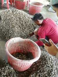 กิจกรรมชมหอยนางรม หอยแครง
