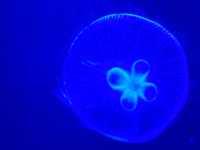 Sea Life Bangkok Ocean World สยามพารากอน